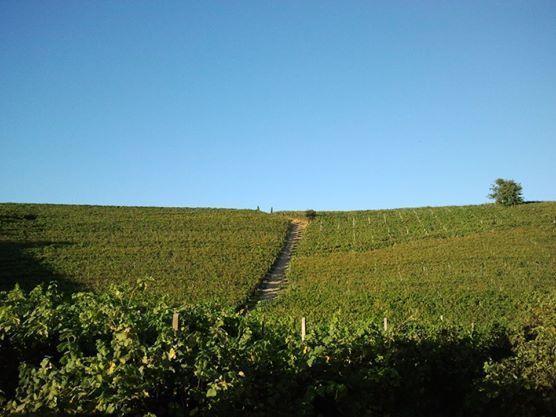 Gran Collina Villa San Damiano d'Asti ภายนอก รูปภาพ